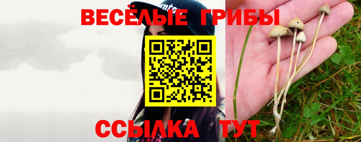 Галлюциногенные грибы Psilocybe  Вход с VPN  продажа наркотиков  Звенигород 
